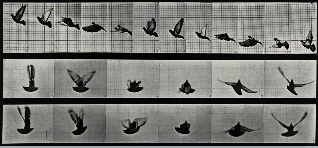 E.M.: A cockatoo flying, 1887, Wellcome Library, educational project
