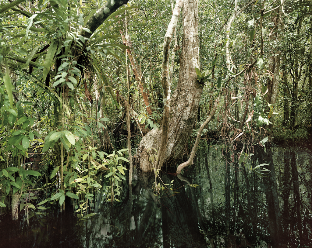 Olaf Otto Becker Primary Swamp from the series Reading the Landscape Courtesy the artist