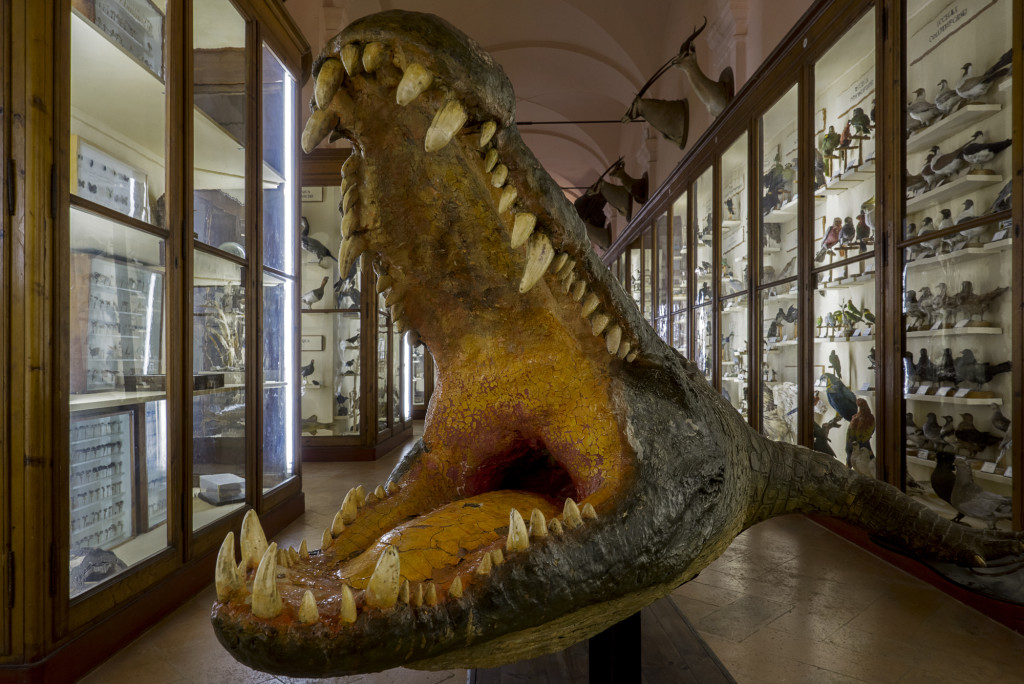 © Joan Fontcuberta, Musei Civici di Reggio Emilia, Sala di Zoologia, 2014