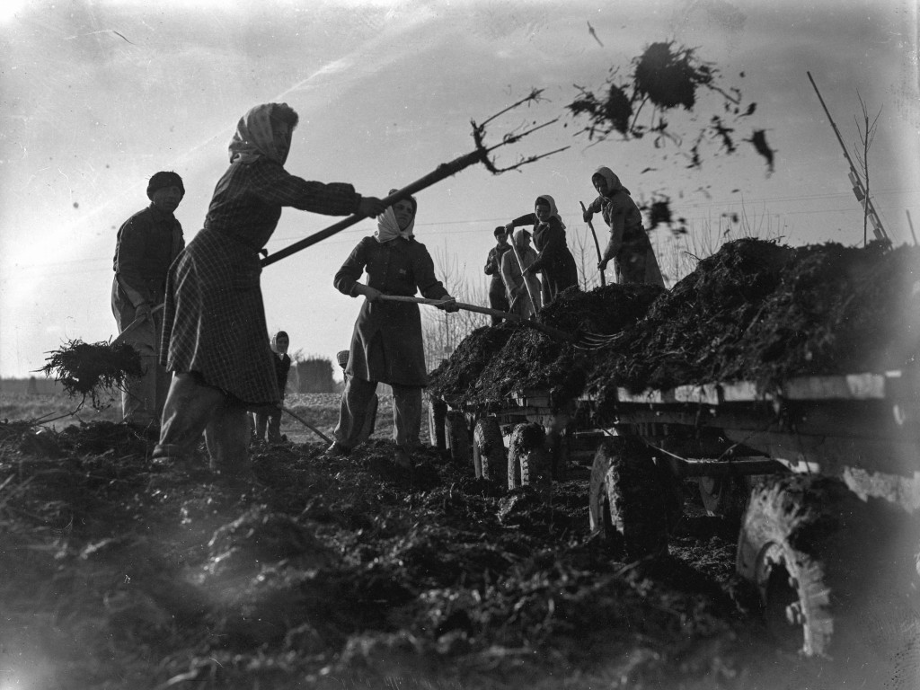 Operaie agricole al lavoro nella concimazione dei terreni@Agenzia Fotografica Internazionale San Marco SAE_1948 