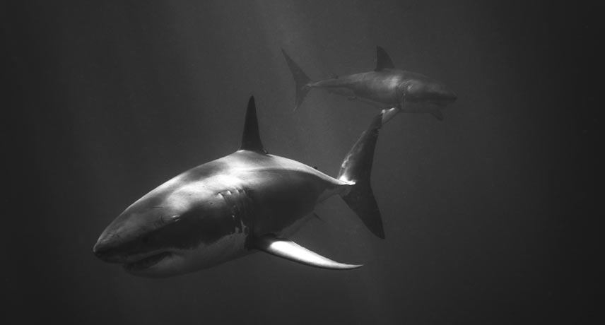  “White Shark Battle”, Emma Lozano (Mexico)