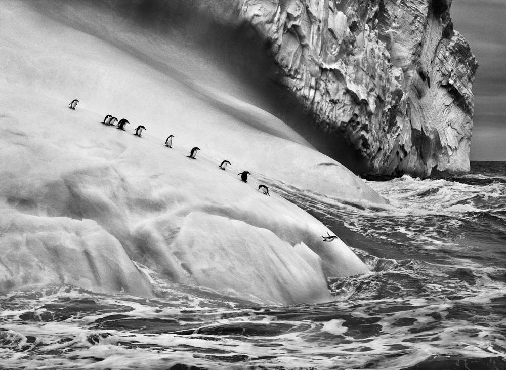 Sebastião Salgado, Isole South Sandwich, 2009 - © Sebastião Salgado