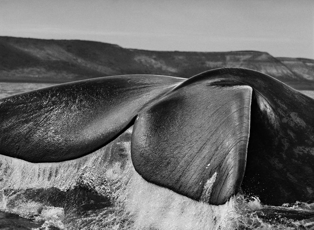 Sebastião Salgado, Penisola di Valdés, Argentina, 2004 – © Sebastião Salgado/Amazonas Images