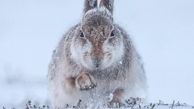 © Rosamund Macfarlane (Regno Unito), Snow hare