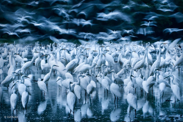 © Zsolt Kudich (Ungheria), Great egret awakening