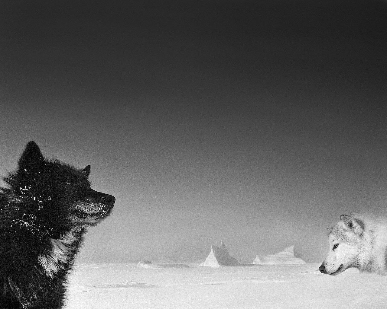 Tre fotografi raccontano l'Artico. La mostra a tre oci Venezia