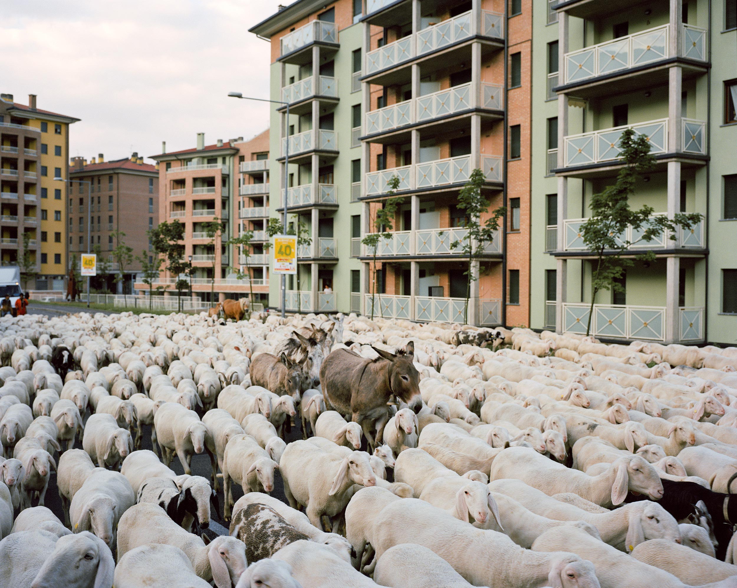 il libro di Stefano Carnelli sui pastori lombardi si presenta a Milano