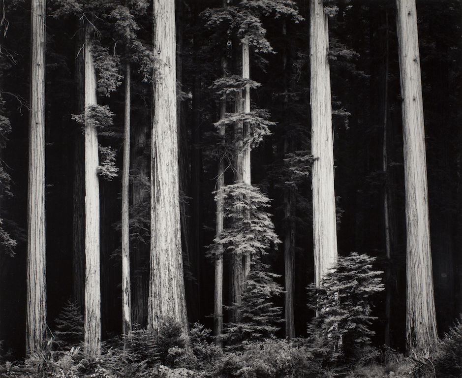 Ansel Adams Redwoods, Bull Creek Flat, Northern California, 1960 ca. stampa alla gelatina d’argento 24 x 29 cm © The Ansel Adams Publishing Rights Trust