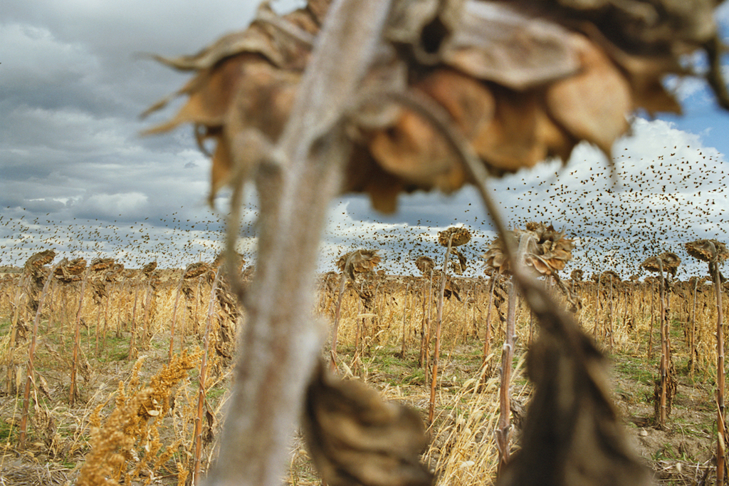 © Rebecca Norris Webb, “The Sky Below,” from My Dakota