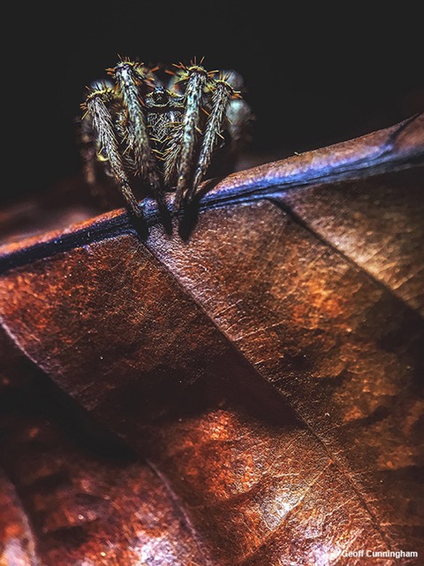 USA_Geoff_Cunningham_LEAF CREEPER_Macro_Details__Apple_6