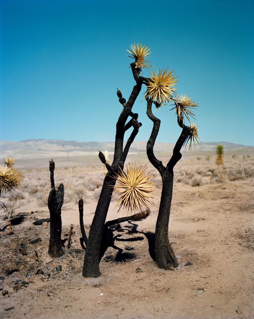 Gregory Halpern