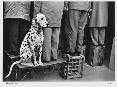 Walter Vogel Cane dalmata Düsseldorf, 1956 © Walter Vogel
