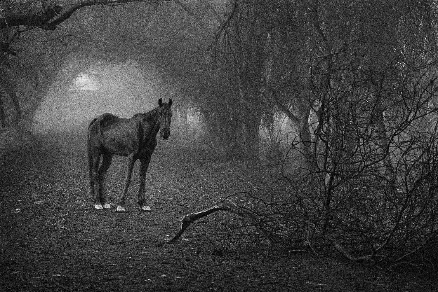 Un cavallo che apparteneva alla scuderia reale cerca erba in un bosco che prima era la sua casa. Kuwait, 1991. © Sebastião Salgado /Amazonas Images/Contrasto