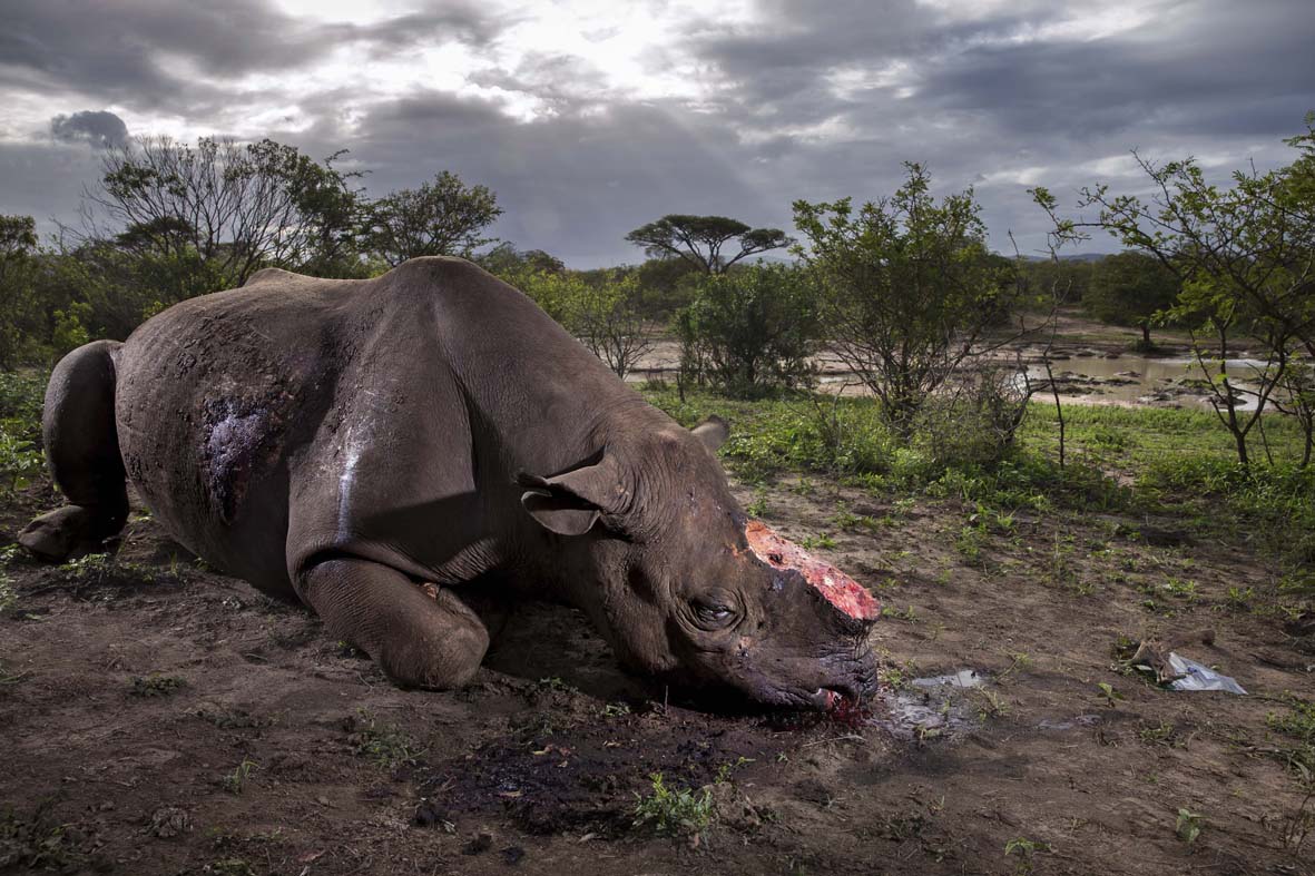 Memorial to a species © Brent Stirton - Wildlife Photographer of the Year