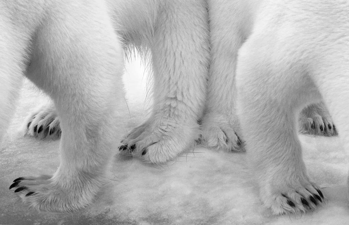 Polar pas de deux © Eilo Elvinger - Wildlife Photographer of the Year