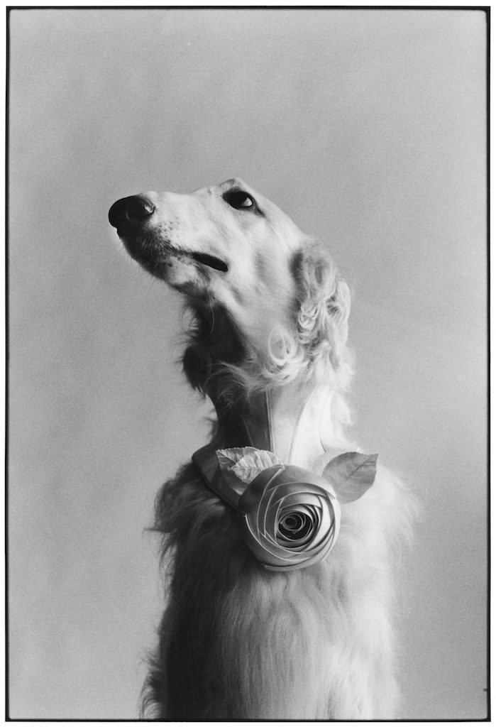 erwitt mostra pavia icon