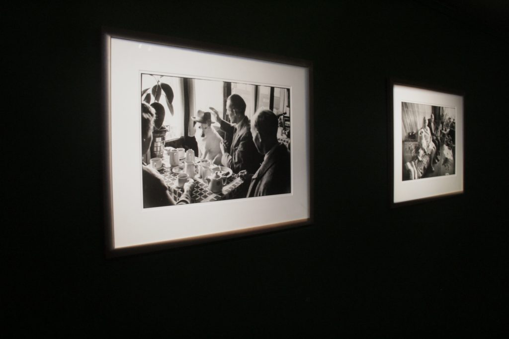 elliott erwitt mostra cani treviso