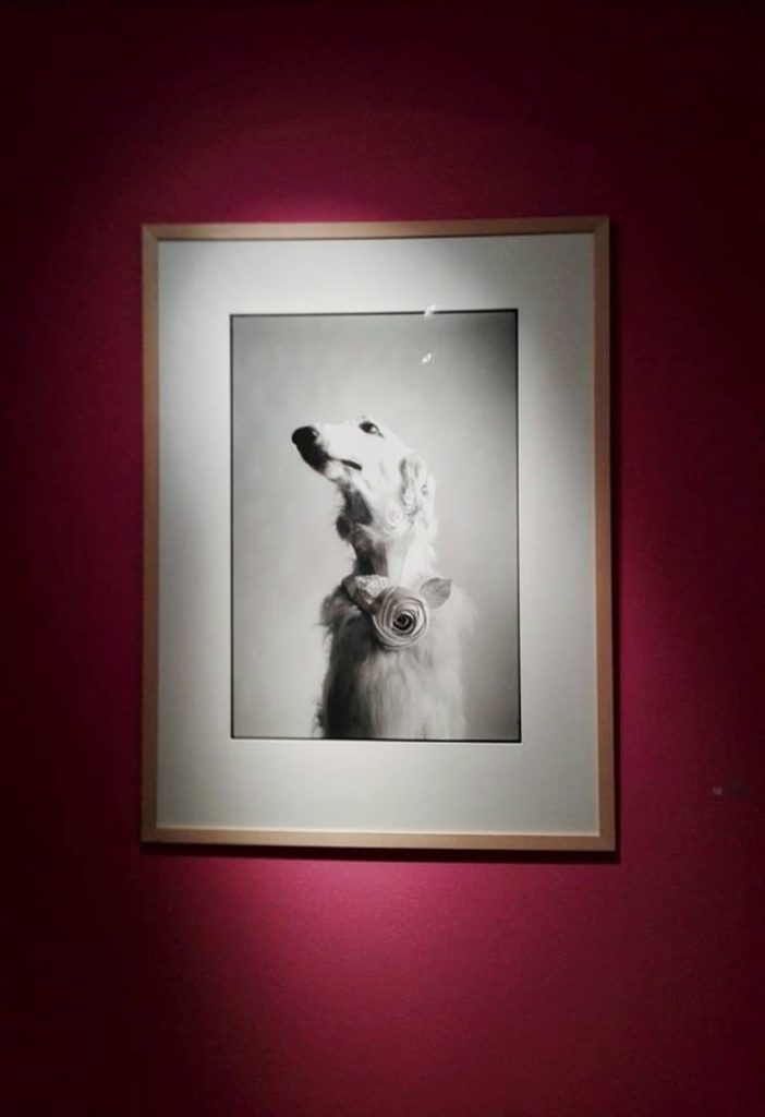 elliott Erwitt mostra cani treviso