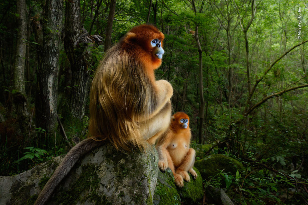 Wildlife Photographer of the Year forte di bard