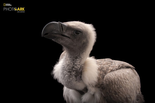 African White Backed Vulture_Gyps africanus_Joel_Sartore_NationalGeographic_PhotoArk