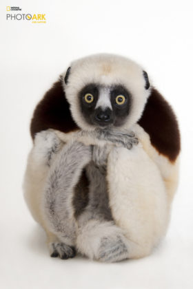 Coquerel’s Sifaka_Propithecus coquereli_Joel_Sartore_NationalGeographic_PhotoArk