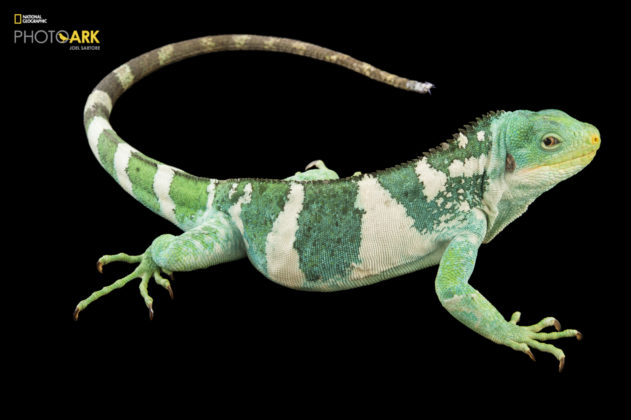 Fiji Island Banded Iguana_Brachylophus fasciatus_Joel_Sartore_NationalGeographic_PhotoArk