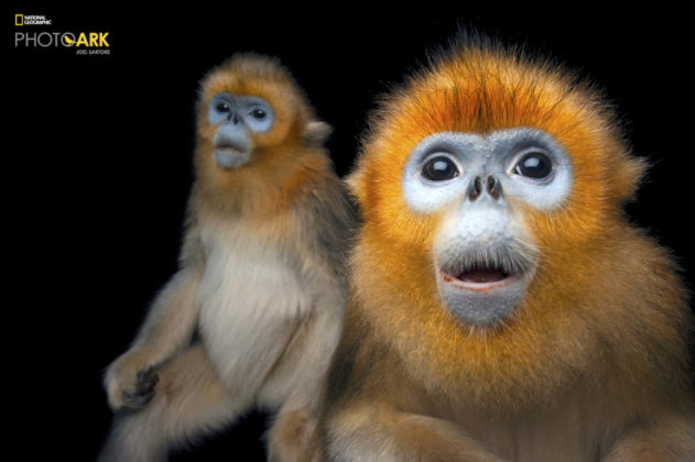 Golden Snub-nosed Monkey_ Rhinopithecus roxellana_Joel_Sartore_NationalGeographic_PhotoArk