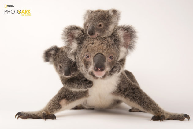 Koala_Phascolarctos cinereus_Joel_Sartore_NationalGeographic_PhotoArk