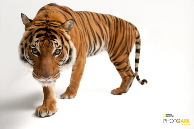 Malayan Tiger_Panthera tigris jacksoni_Joel_Sartore_NationalGeographic_PhotoArk