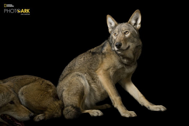 Red Wolves_Canis rufus gregoryi_Joel_Sartore_NationalGeographic_PhotoArk