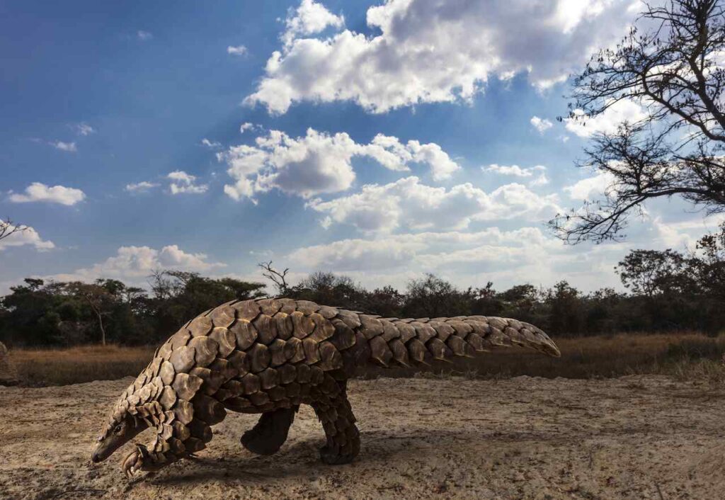 finalisti professionali Sony World Photography 2020 Brent Stirton