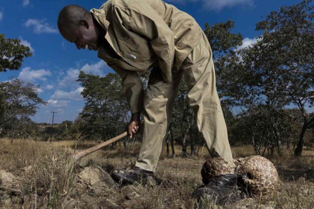 finalisti professionali Sony World Photography 2020 Brent Stirton