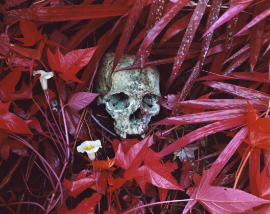 richard mosse Of Lilies and Remains Congo