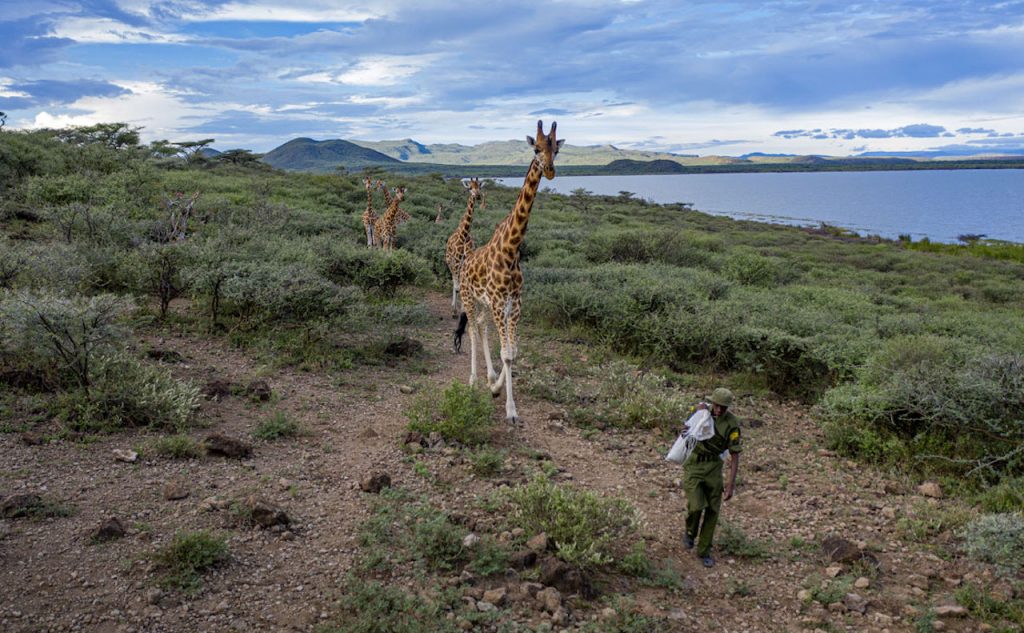 Ami Vitale Giraffe Rescue