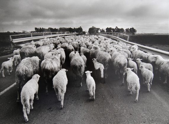 Orgosolo (gregge di pecore sulla strada), 1976 Lisetta Carmi