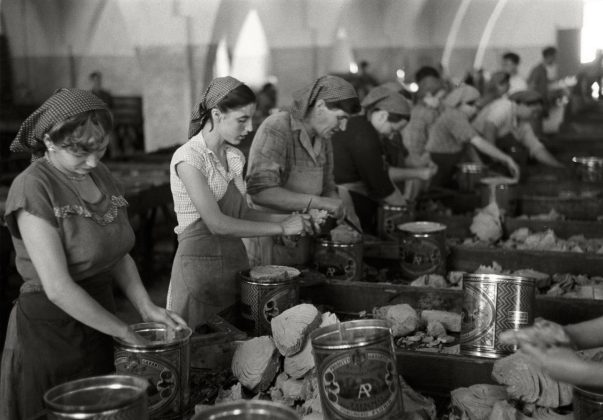 Herbert List Grandi tranci di tonno vengono puliti a mano e inscatolati