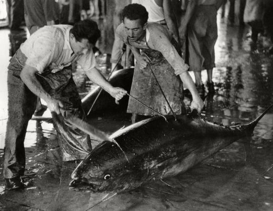 Herbert List Si taglia la grande testa del tonno