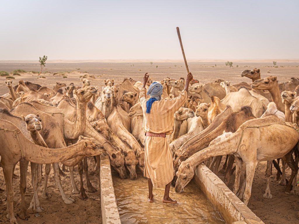 Romain Miot, The Camel’s Conductor, Oualata