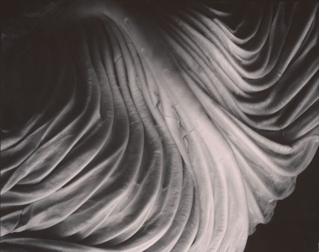 Edward Weston, Cabbage Leaf, 1931 Gelatin Silver Print © Center for Creative Photography, Arizona Board of Regents