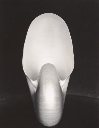Edward Weston, Shell, 1927 Gelatin silver print © Center for Creative Photography, Arizona Board of Regents