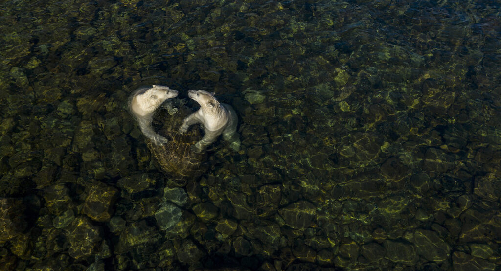 Martin Gregus Wildlife Photographer of the Year