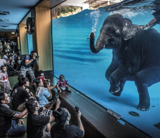 Wildlife Photographer of the Year 2022 in mostra a Milano