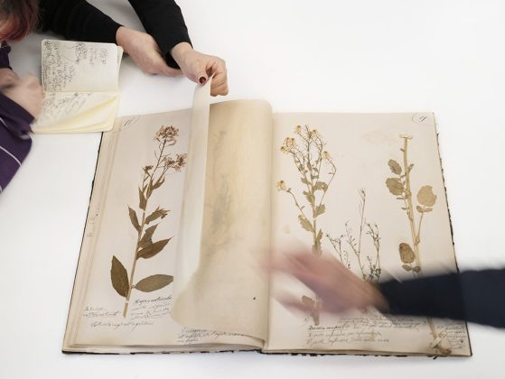 Herbarium © Alessandra Calò