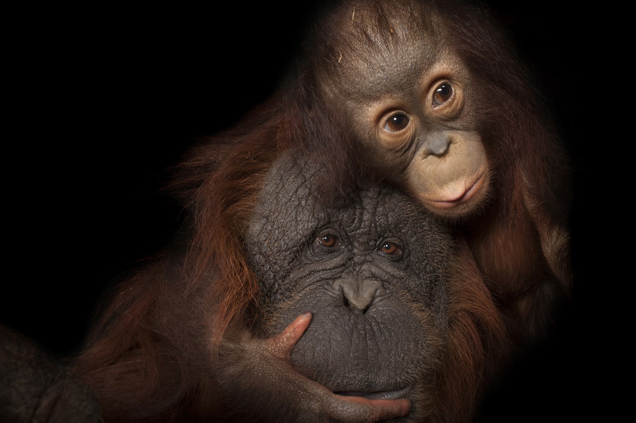 Joel Sartore Bornean Orangutans © Joel Sartore National Geographic Photo Ark