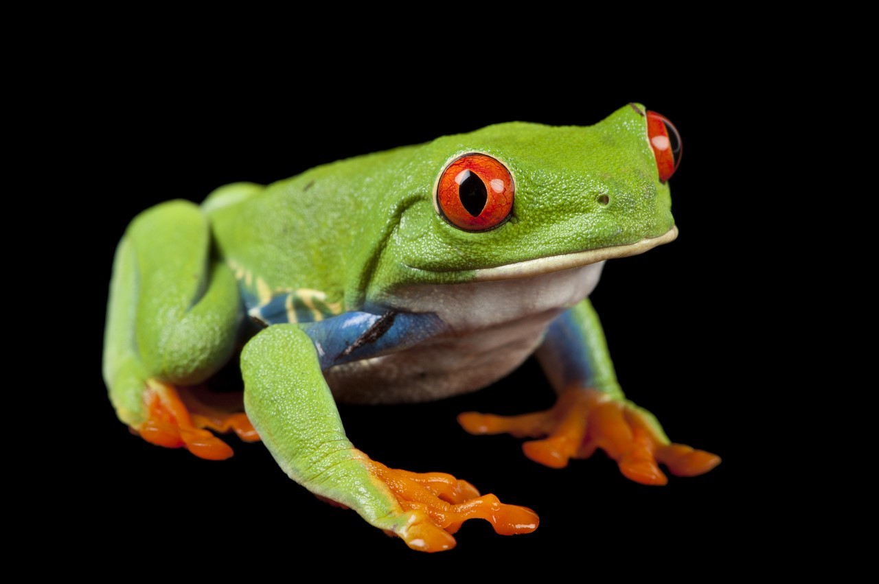 Joel Sartore Red eyed tree frog © Joel Sartore National Geographic Photo Ark