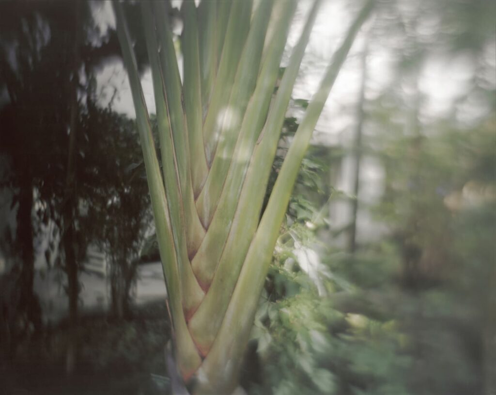 Orto botanico. Ventaglio di foglie della palma del viaggiatore (Ravenala madagascariensis Sonn.). Copyright Vincenzo Castella