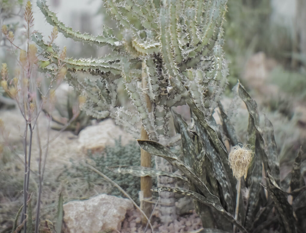 Orto botanico. Fra aloe, sansevierie ed euforbie della serra arida africana. Copyright Vincenzo Castella