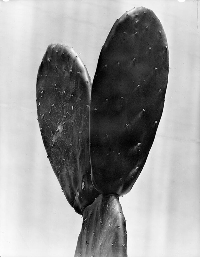 Tina Modotti, Nopales, FECHA ca. 1925, Lugar,Ciudad de México, Distrito Federal, Mexico, inv. 35291 © SC.INAH.SINAFO.FN