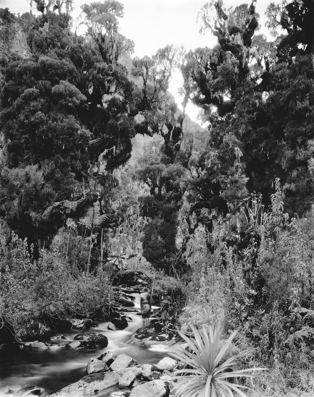 Vittorio Sella, Foresta di eriche presso il torrente Mobuku, 1906. Courtesy Fondazione Sella, Biella
