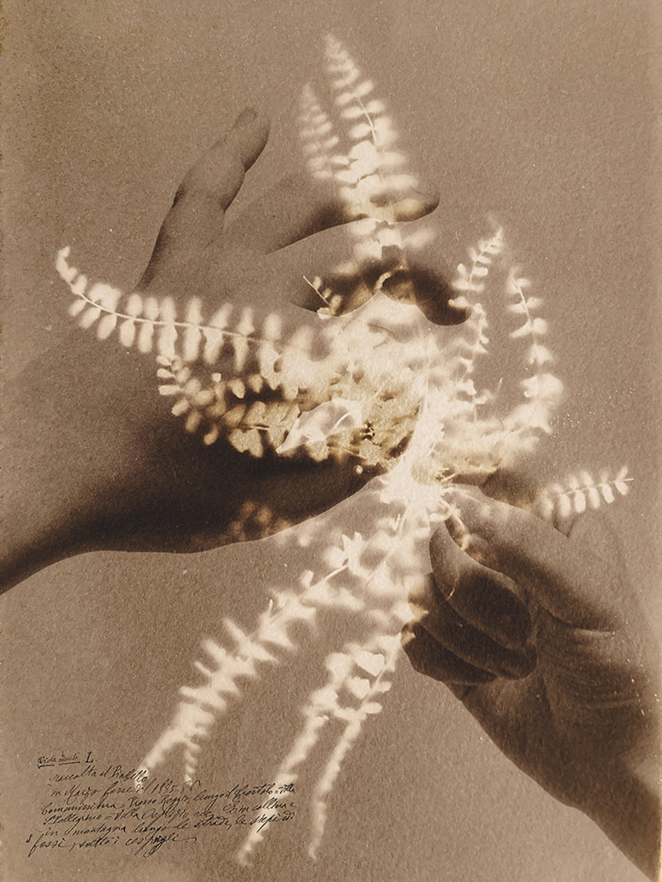Herbarium, Alessandra Calò